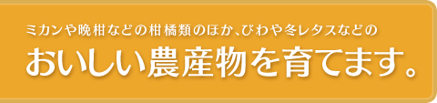 ミカンや晩柑などの柑橘類、びわや冬レタスなどのおいしい農産物を育てます。